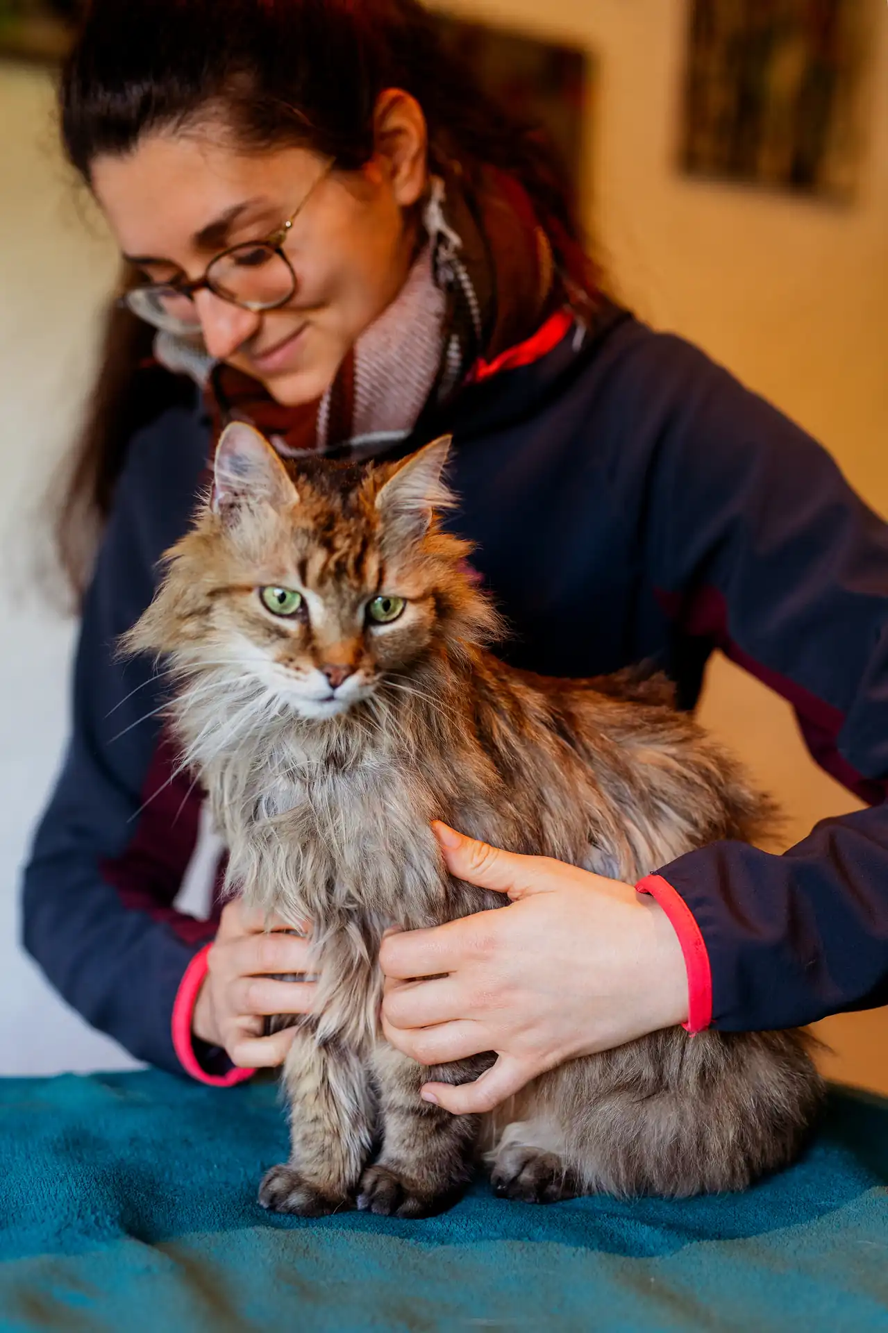Praticienne réalisant un soin d'ostéopathie sur un chat Maine Coon