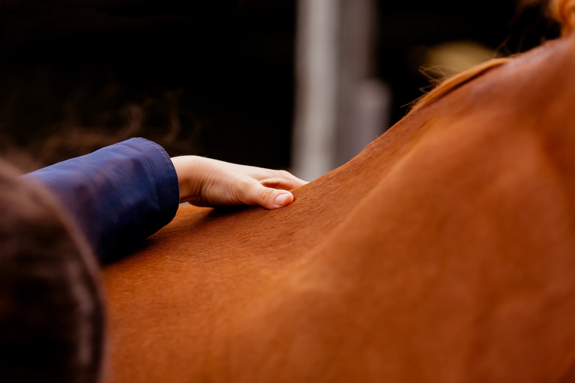 Palpation du dos d'un cheval, repérage des signes de mal de dos