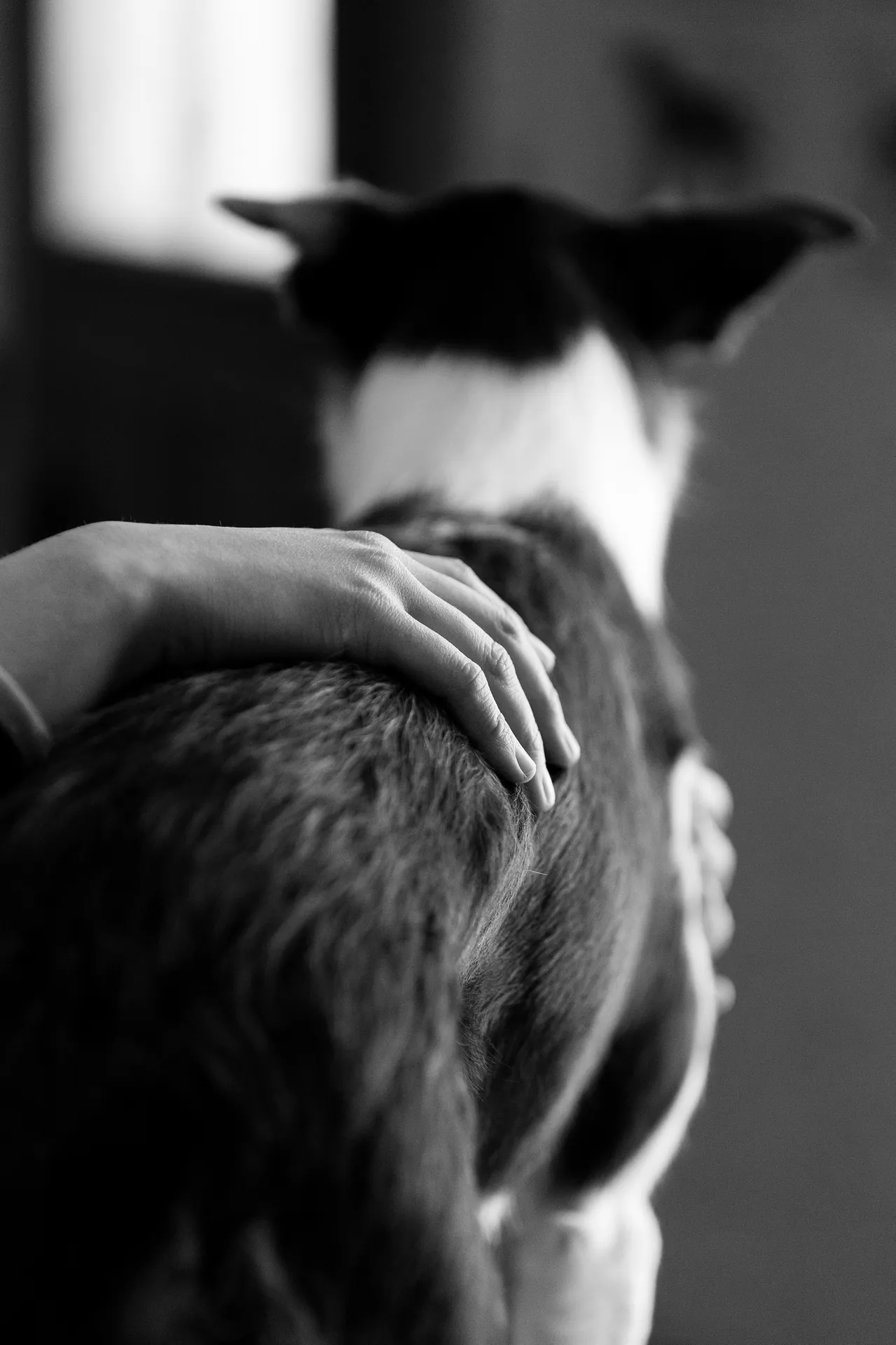 Mains d'un praticien évaluant les tensions de l'encolure d'un chien