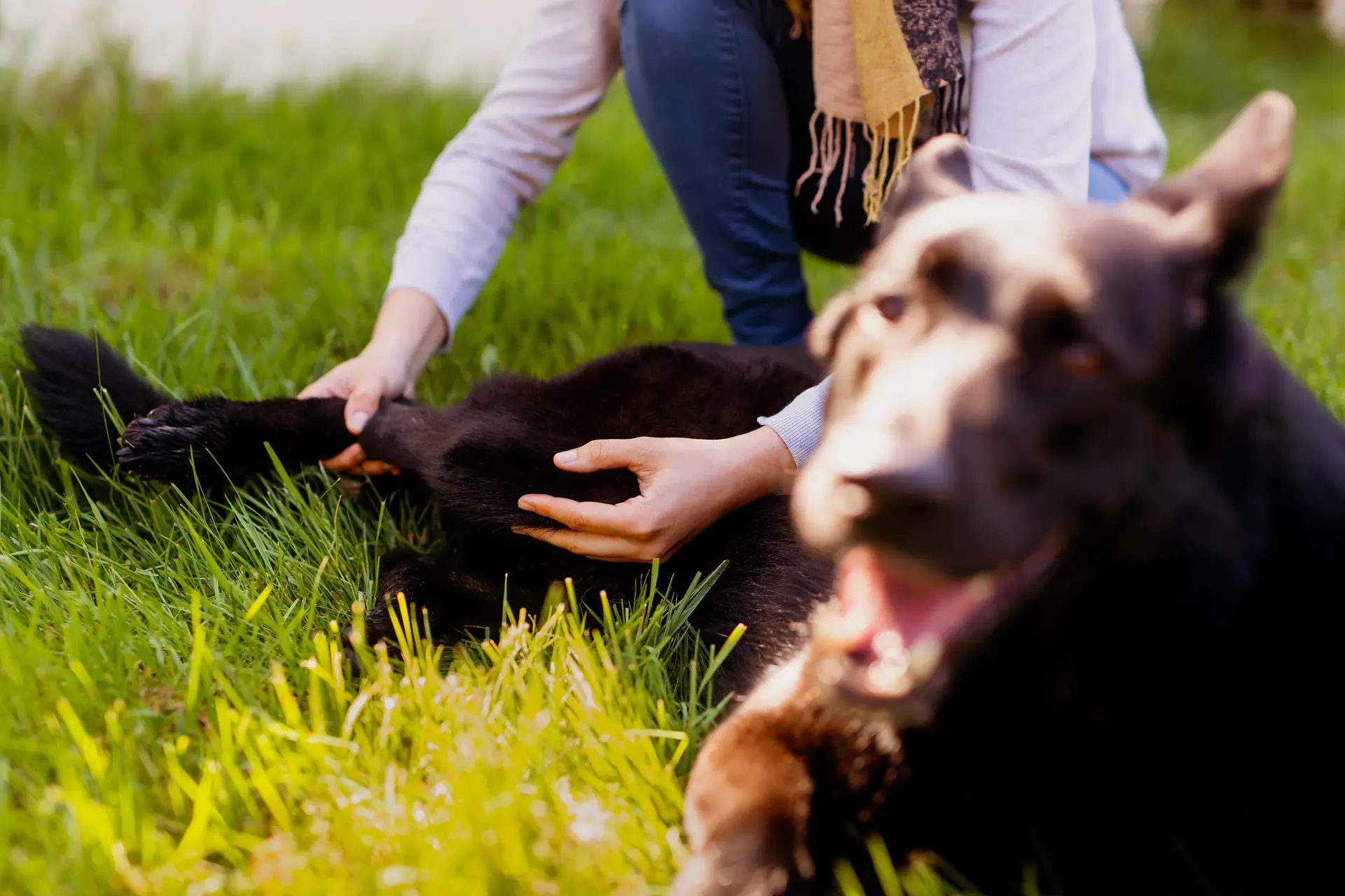 Travail ostéopathique sur les pattes d'un chien dans l'herbe
