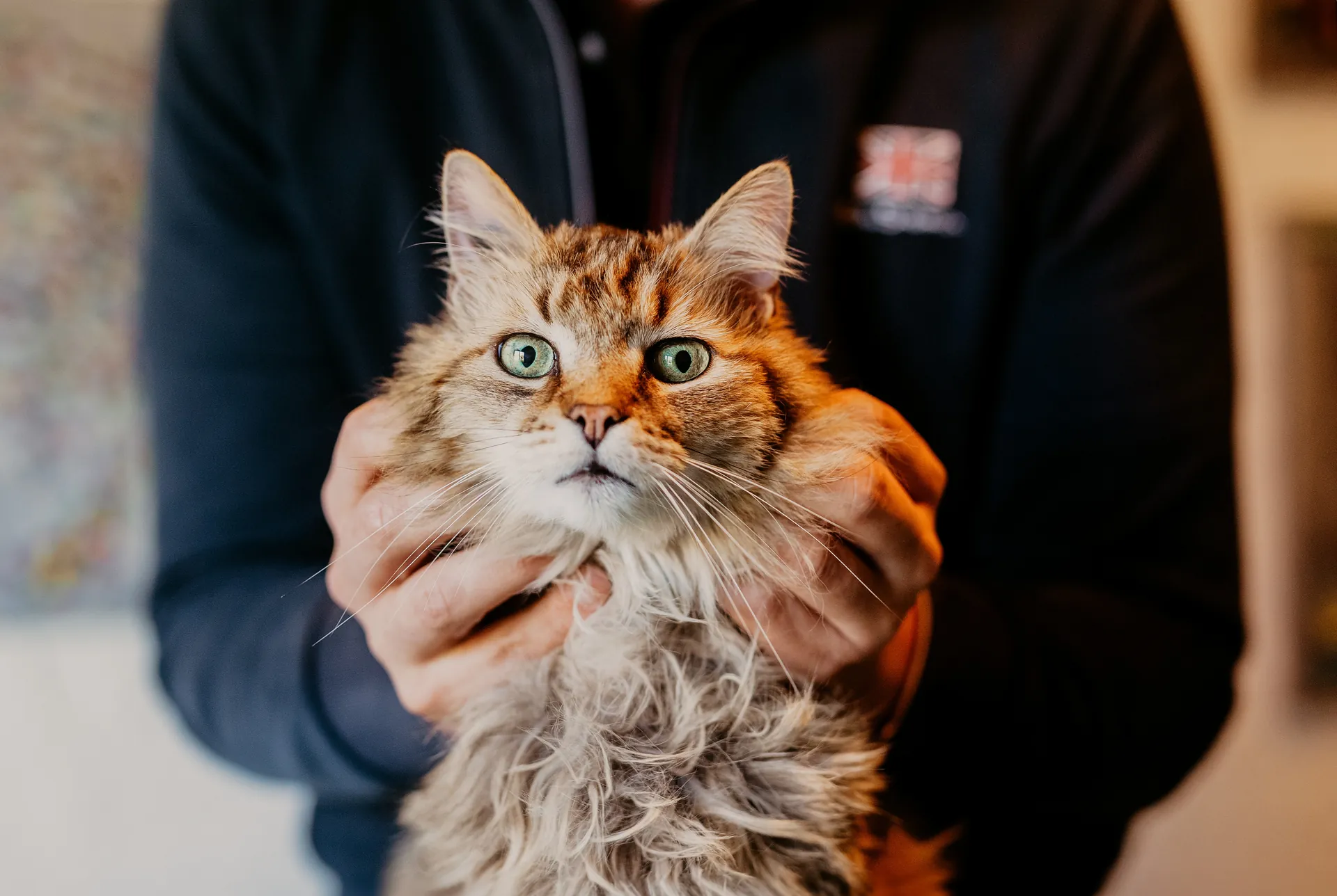 Session d'ostéopathie animale en extérieur
