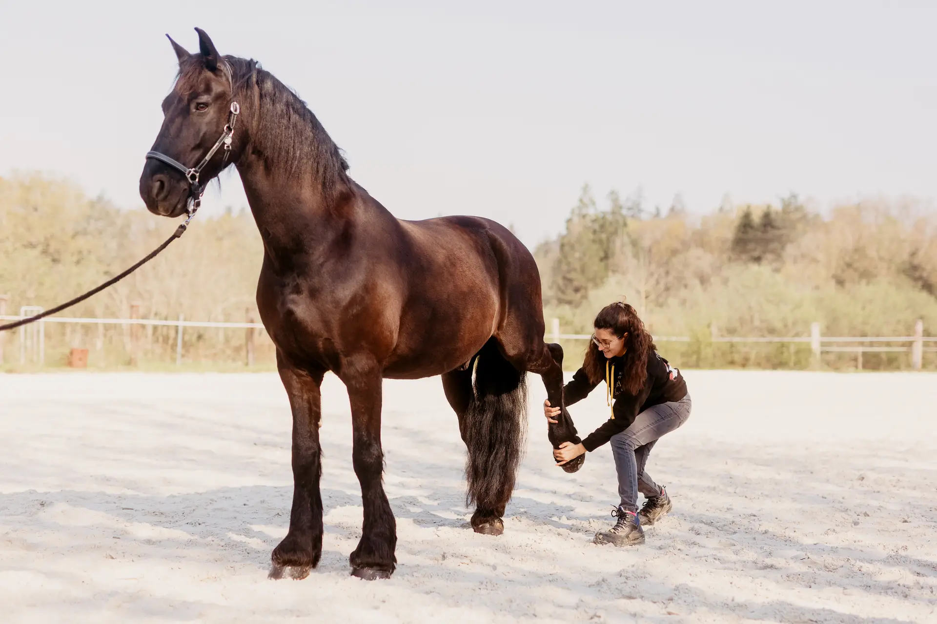 Séance d'ostéopathie sur un cheval de sport au manège