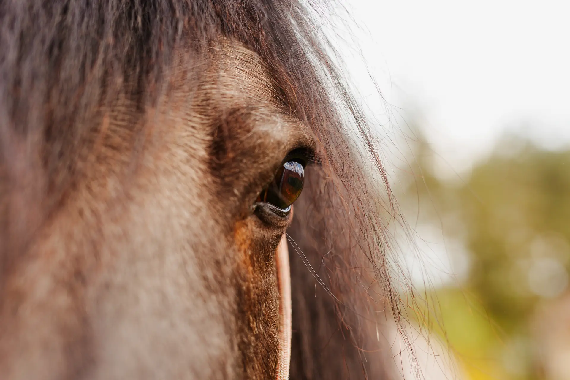 Portrait d'un poney gris en forêt