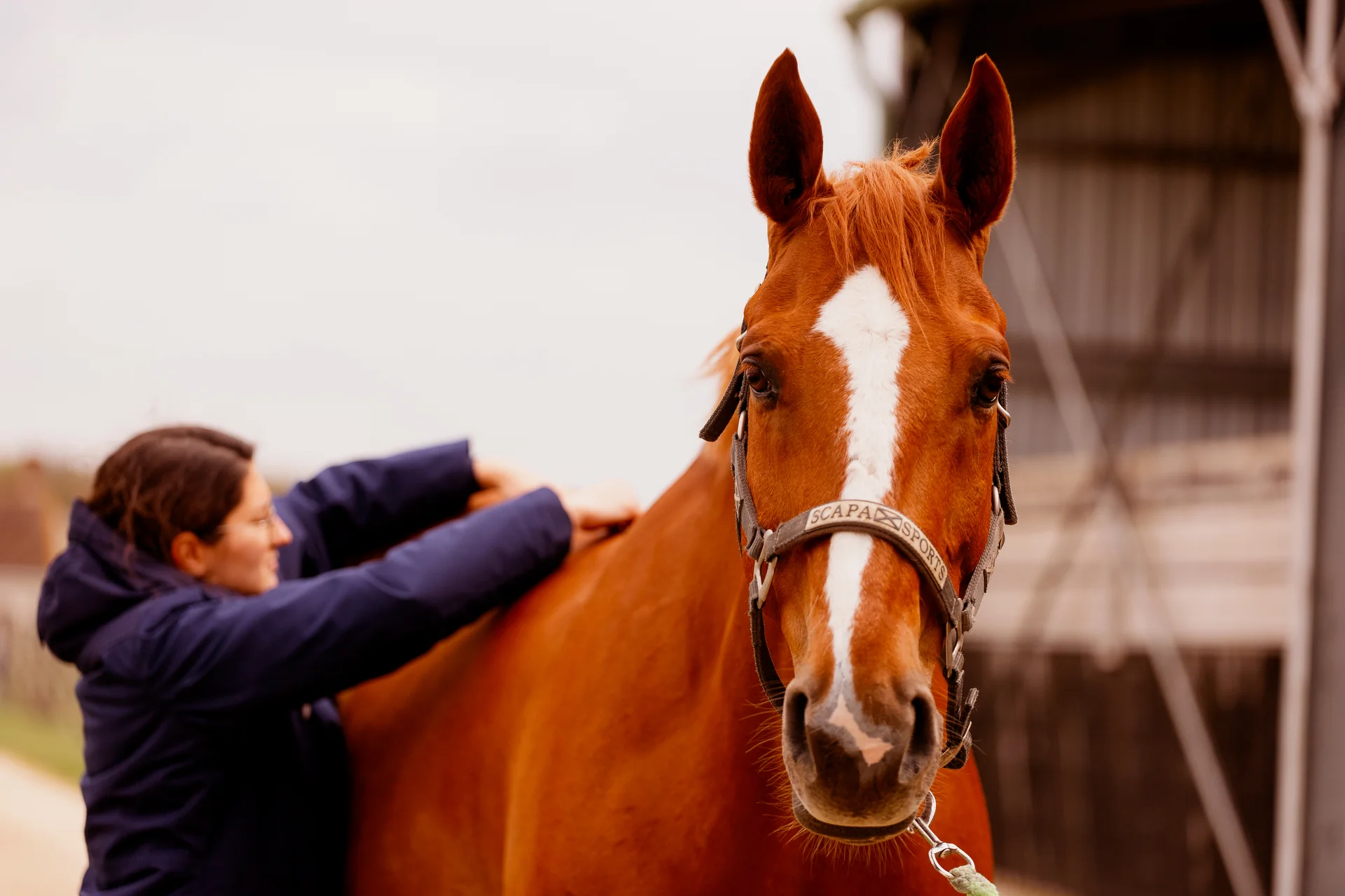 Palpation des vertèbres dorsales d'un cheval lors d'une séance d'ostéopathie