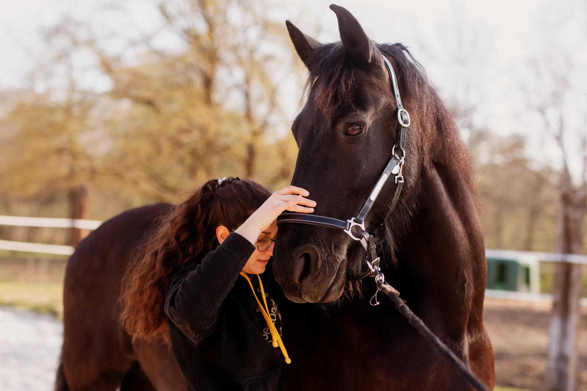 Praticienne en séance d'ostéopathie sur un cheval bai