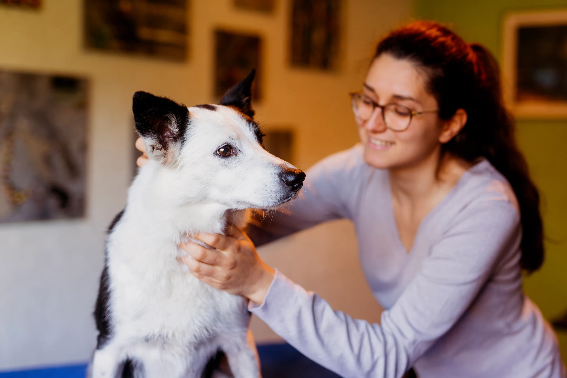 Ostéopathe chiot : pourquoi, quand et comment consulter 6 Séance d'ostéopathie en extérieur avec un jeune chien noir et blanc