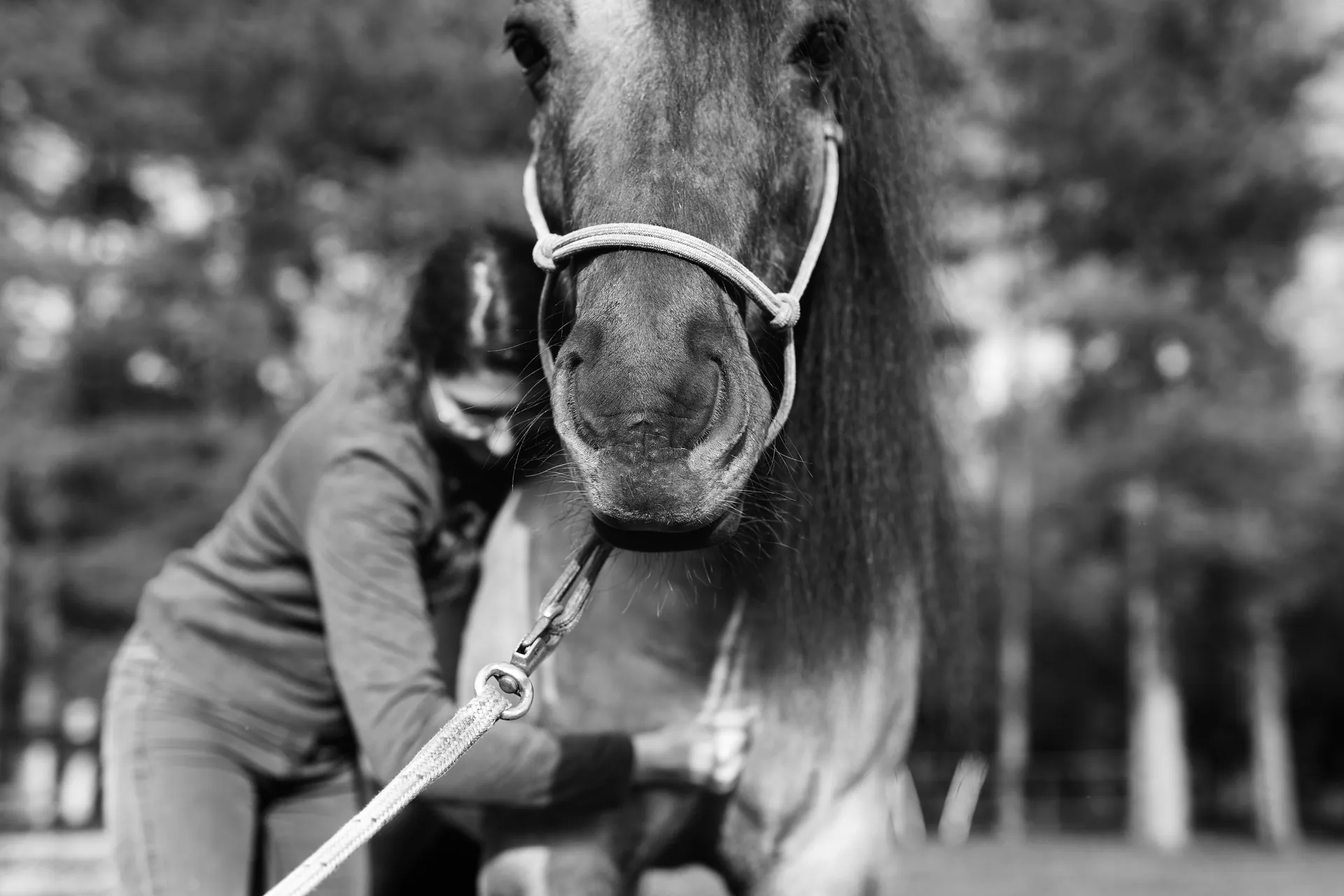 Praticiens et poney gris lors d'un moment de soin