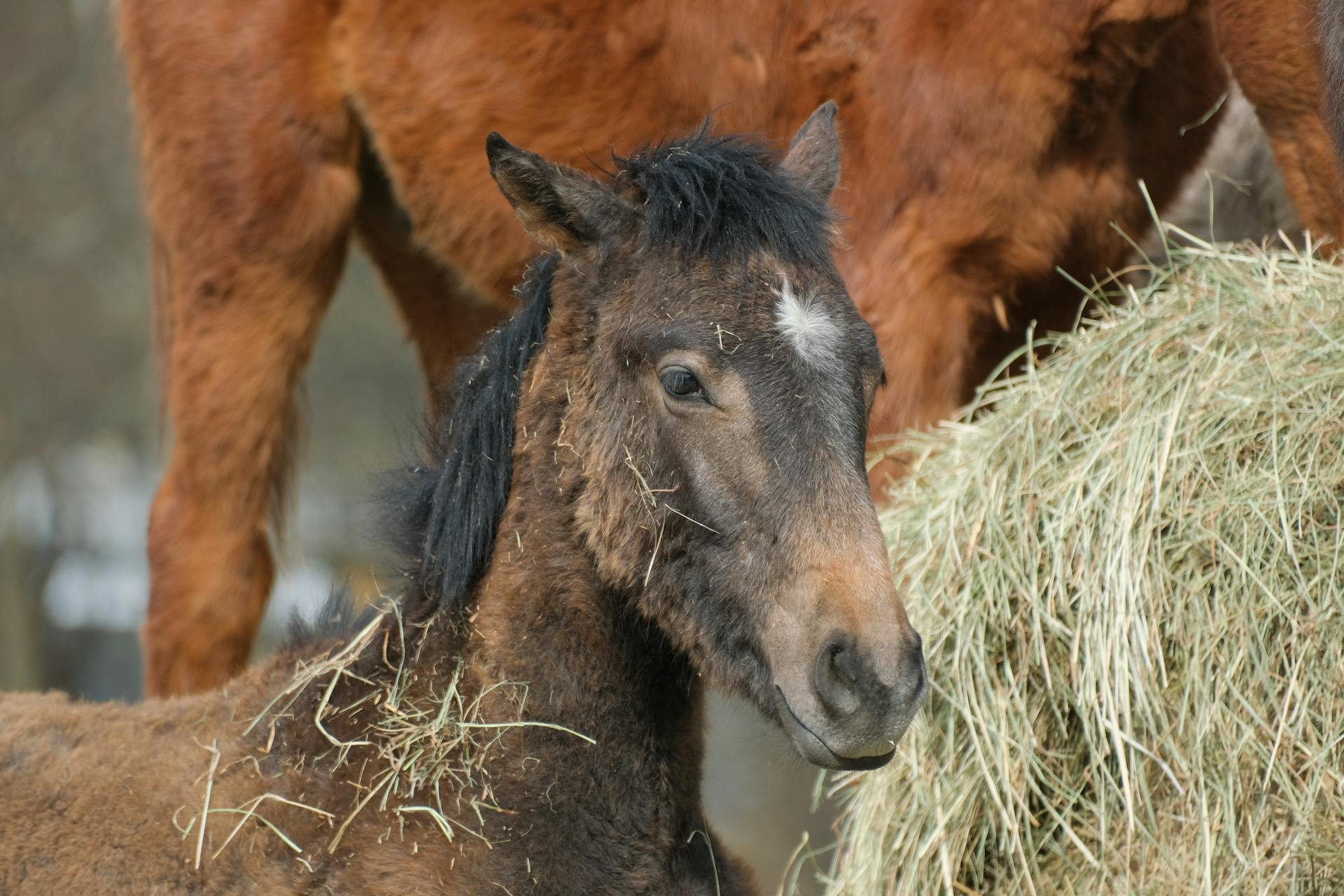 Gros plan d'un jeune poulain allongé sur une botte de foin avec un cheval adulte à proximité