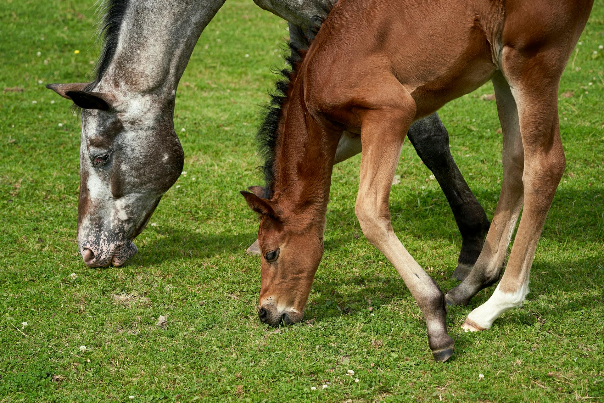 Jeune poulain brun broutant aux côtés de sa jument dans une prairie verte