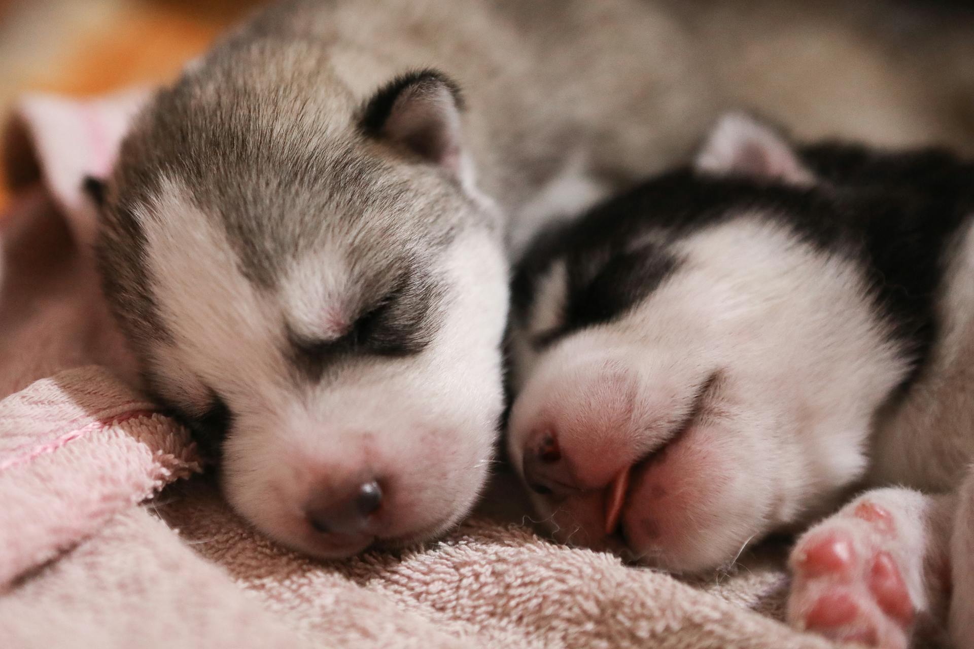 Ostéopathe chiot : pourquoi, quand et comment consulter 1 Chiots en période de croissance