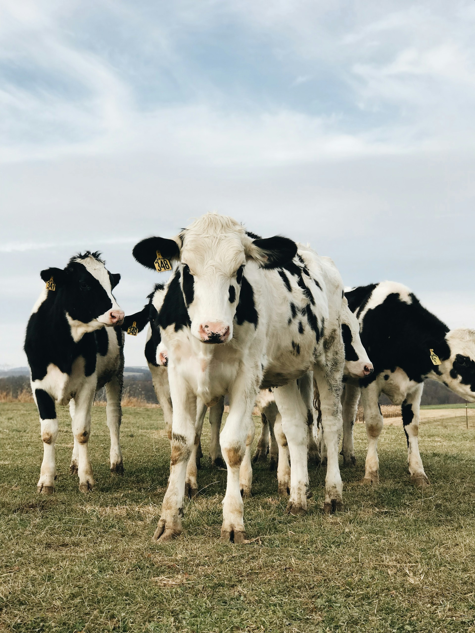 Troupeau de vaches laitières Holstein au pâturage, visite d'élevage