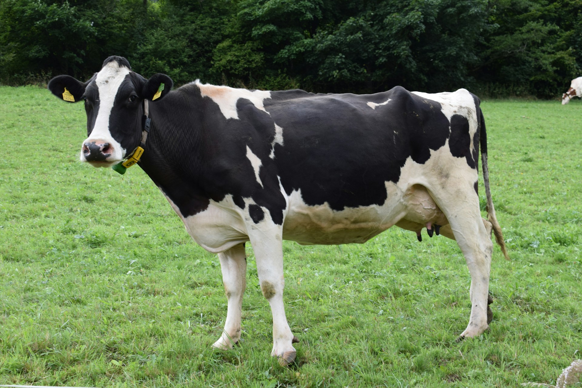 Vache Holstein noir et blanc en prairie, suivi ostéopathique post-vêlage