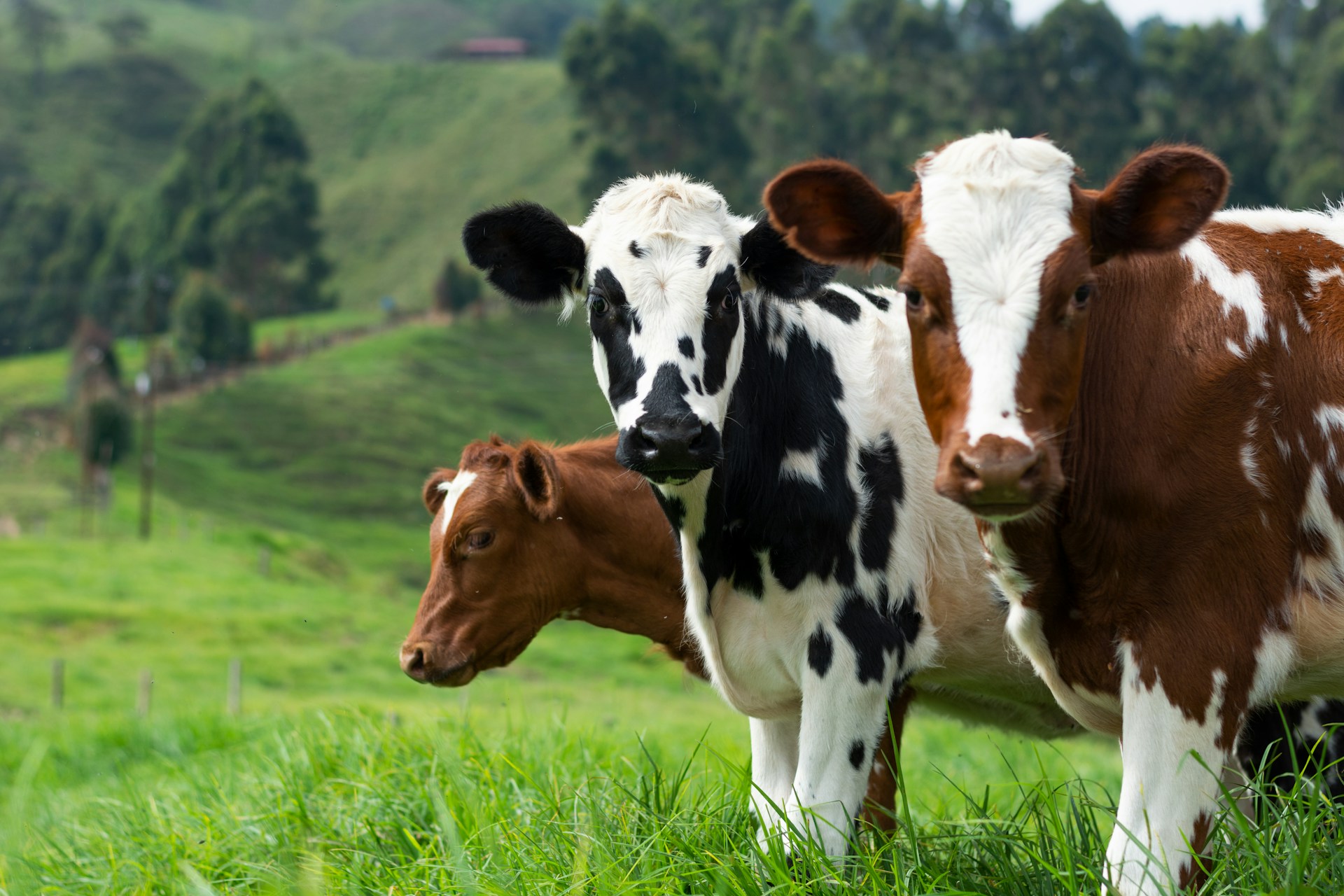 Vaches laitières au pâturage en campagne, suivi ostéopathique préventif