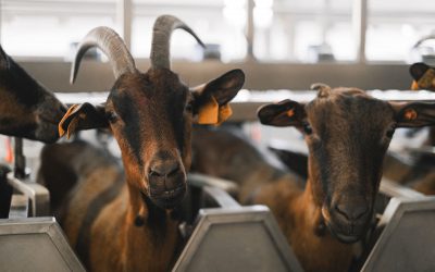 Ostéopathe pour chèvre : signes, bienfaits et déroulé d&rsquo;une séance
