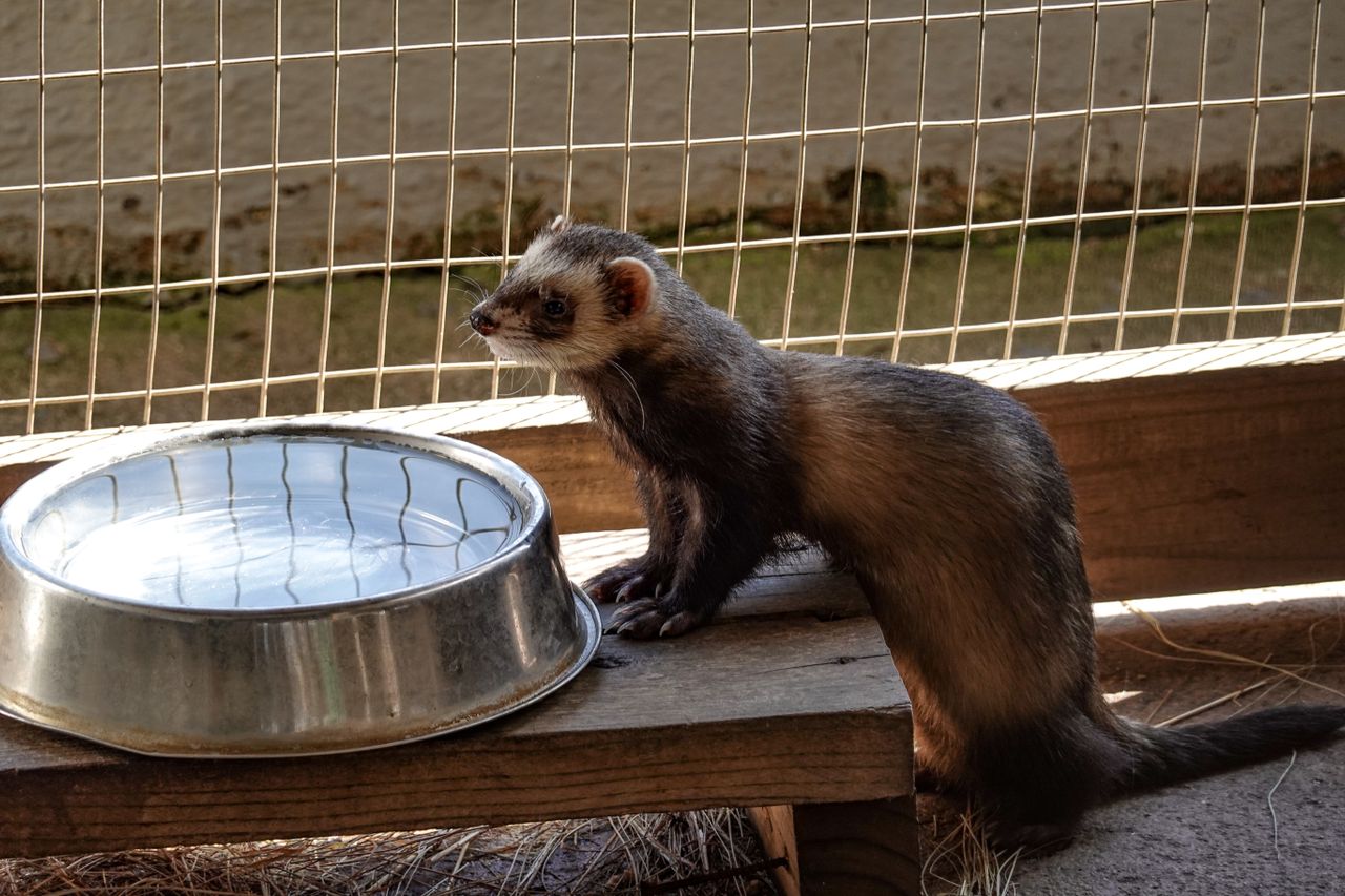 Furet domestique dans son enclos près de sa gamelle d'eau