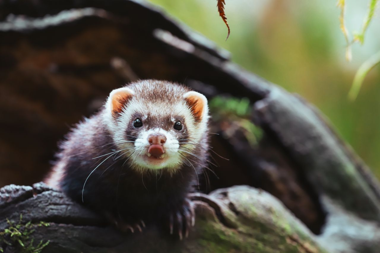 Furet au corps long et souple grimpant sur un tronc d'arbre en forêt