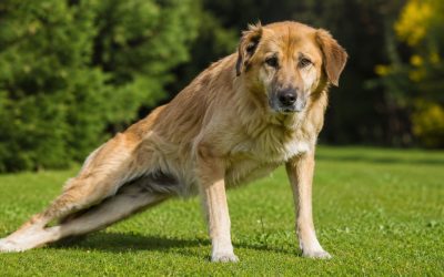 Paralysie du train arrière chez le chien : comprendre et accompagner