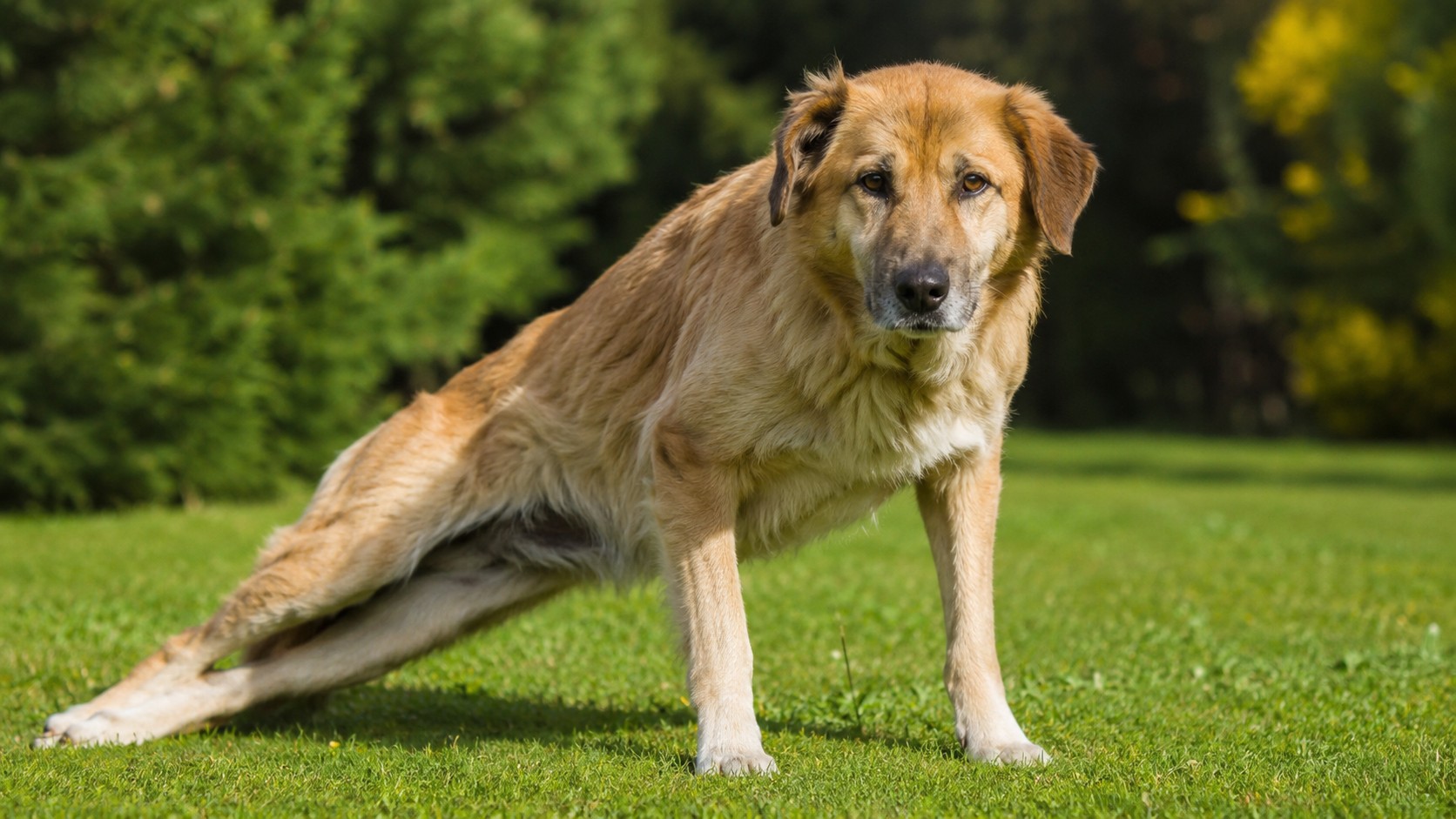 Chien dans un jardin, illustration des troubles locomoteurs à surveiller