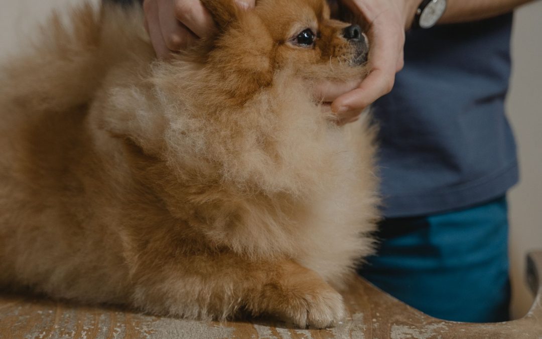 Cervicalgie chez le chien : comprendre, soulager et accompagner